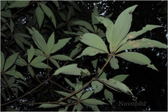 Actinodaphne bourdillonii